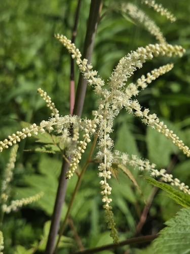 Goatsbeard