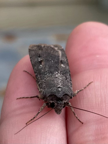 Bogong Moth
