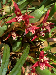Maxillaria tenuifolia