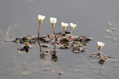 Ranunculus ololeucos
