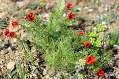 Adonis flammea