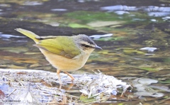 Myiothlypis rivularis