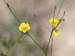 Linum rupestre