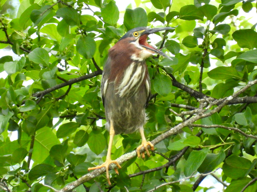 Green Heron photographed in Wisconsin