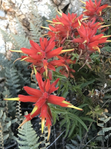 Santa Catalina Paintbrush