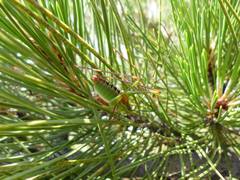 Leptophyes laticauda