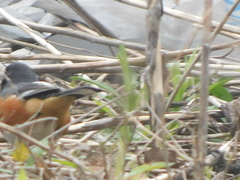 Pipilo erythrophthalmus