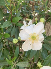 Carpenteria