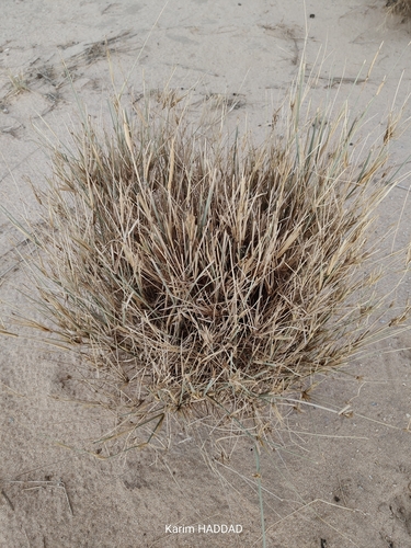 desert grass