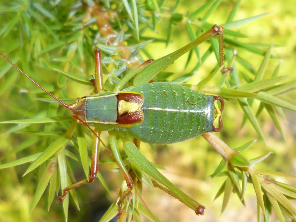 Balkan Saw Bush-cricket