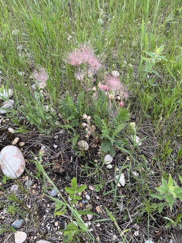 prairie smoke