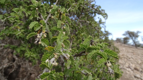 Porlieria chilensis, photograph 4
