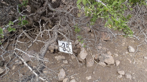 Porlieria chilensis, photograph 5