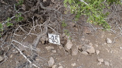 Porlieria chilensis, photograph (c) Jorge Muñoz Camadro, some rights reserved (CC BY)