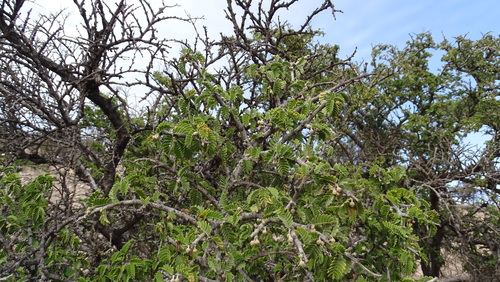 Porlieria chilensis, photograph 6