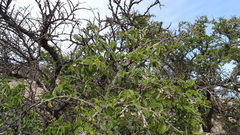 Porlieria chilensis, photograph (c) Jorge Muñoz Camadro, some rights reserved (CC BY)
