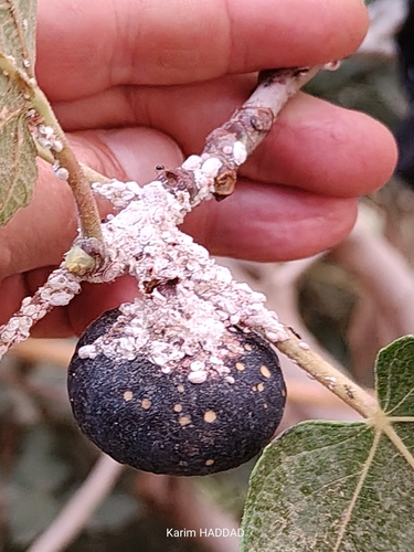 common fig