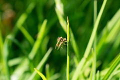 Toxomerus marginatus