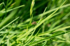 Toxomerus marginatus