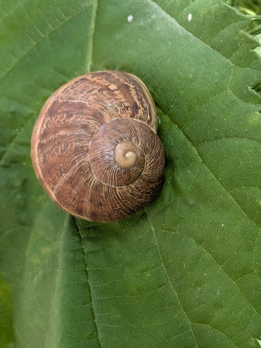 Garden Snail