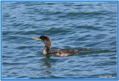 Gulosus aristotelis