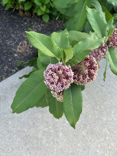 common milkweed