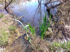 Iris pseudacorus
