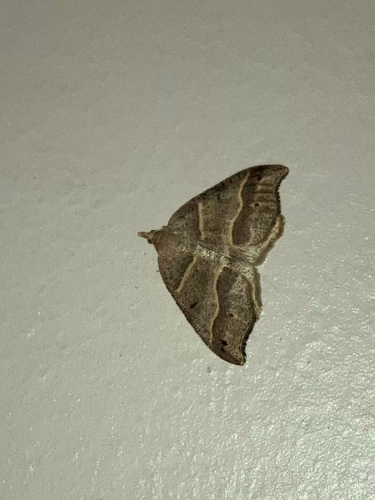 iNaturalist observation photo of Lorquin's Angle
