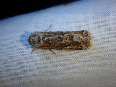 Proteuxoa florescens