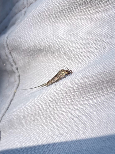 iNaturalist observation photo of Jumping Bristletails