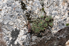 Draba ussuriensis