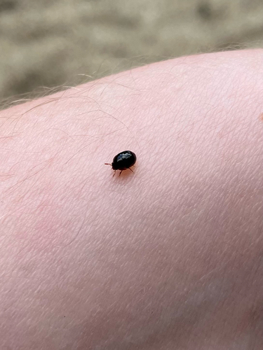 iNaturalist observation photo of Beetles