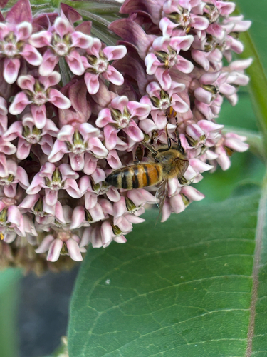 Western Honey Bee