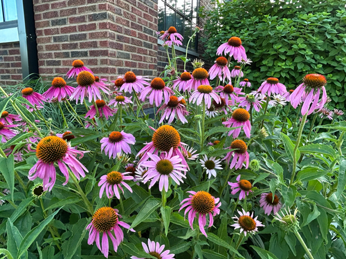 purple coneflower