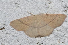 Cyclophora suppunctaria