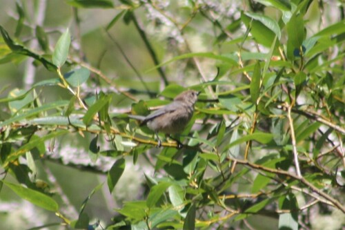 Bushtit
