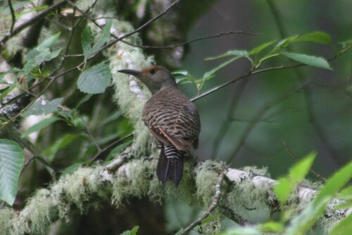 Northern Flicker