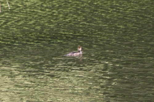 Hooded Merganser