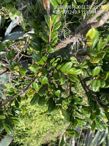Diospyros ferrea observed 2026-06-20