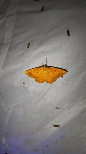 Orange Moth