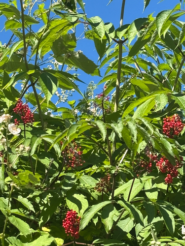 red-berried elder