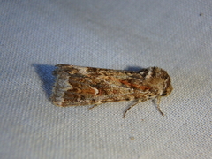 Proteuxoa florescens