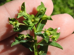 Euphorbia spathulata