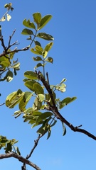 Piscidia carthagenensis, photograph (c) Alex Doyle, some rights reserved (CC BY)