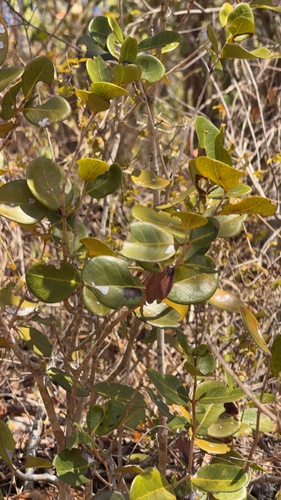 Elaeodendron xylocarpum, photograph 5