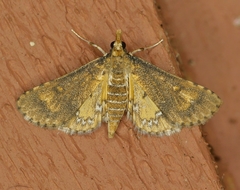 Niphograpta albiguttalis