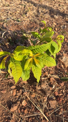 Rauvolfia viridis observed 2026-06-18