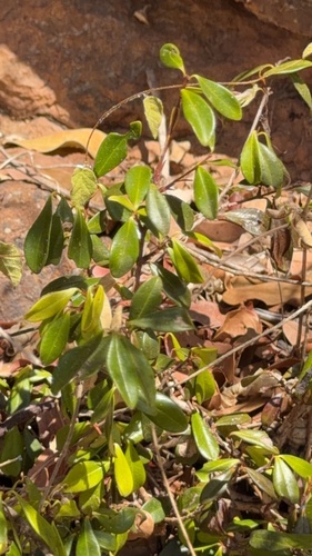 Eugenia ligustrina, photograph 3