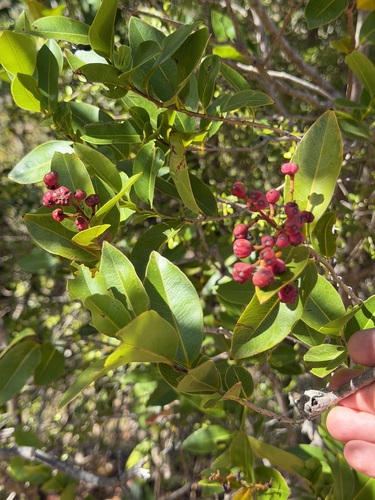 Ouratea litoralis