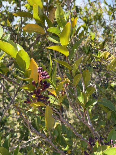 Ouratea litoralis, photograph 4
